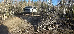 No roadblock tree removal